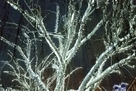Dreamlike Birches lit at night.