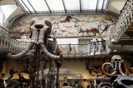 Gallery of Paleontology and Comparative Anatomy - mammoth and Lascaux paintings