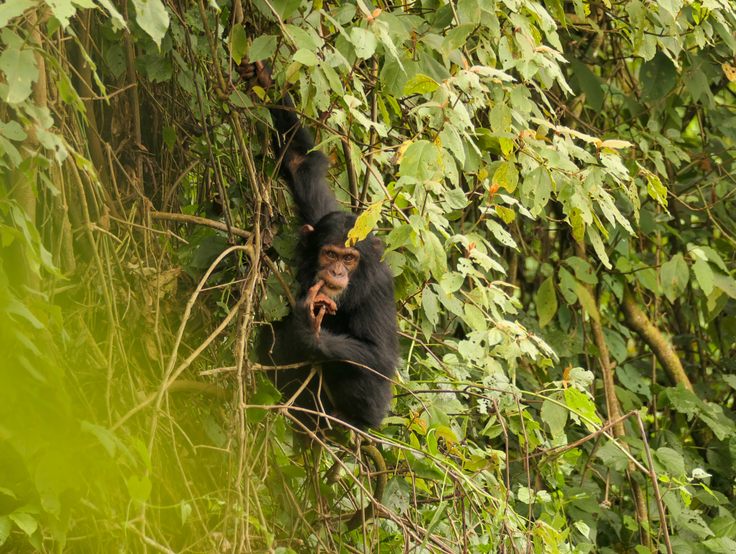 Tracking the elusive chimpanzee