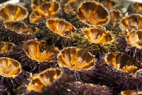 An array of fresh sea urchin.