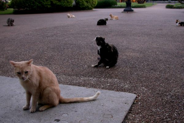 The Cats of Jackson Square