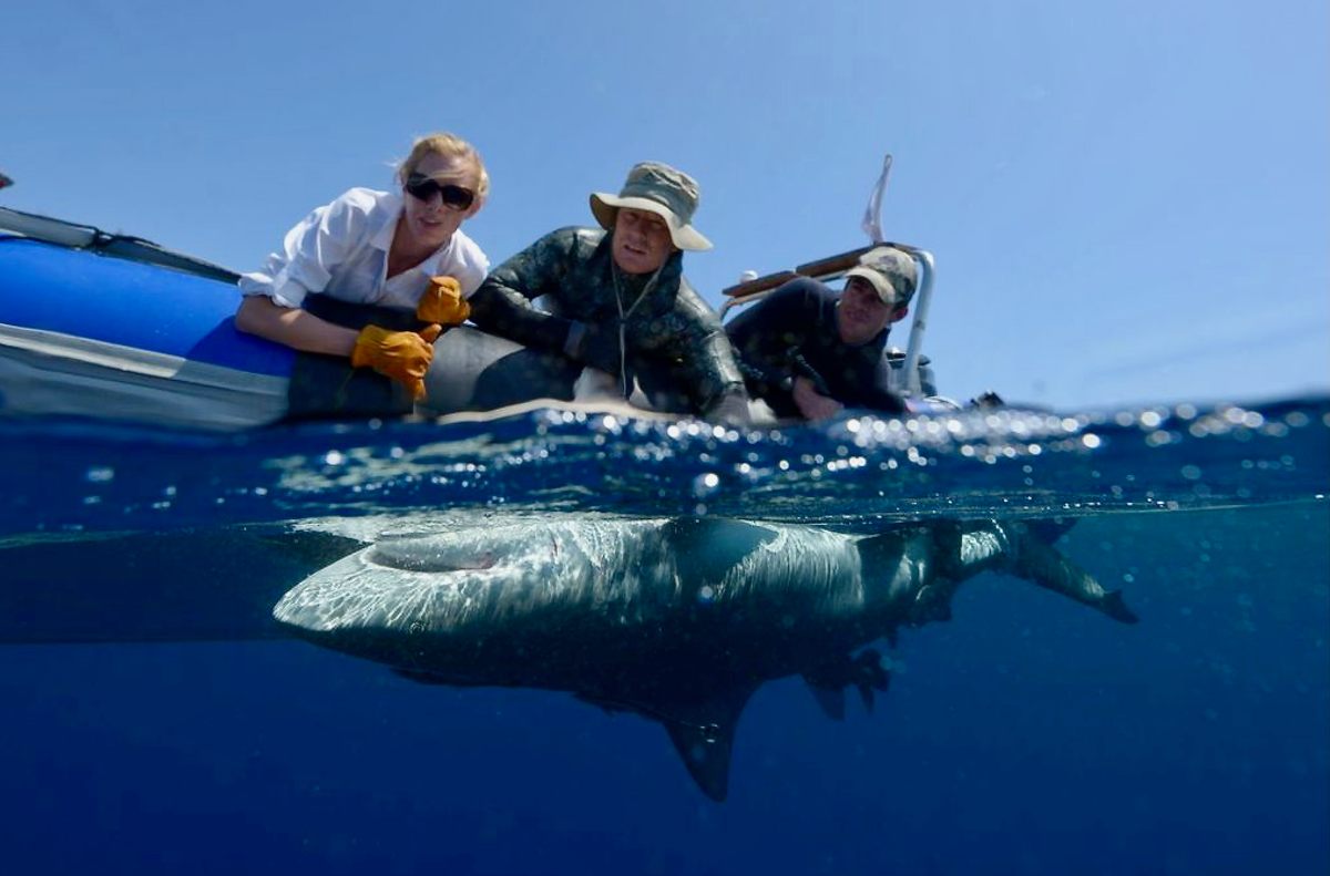 To Track Bull Sharks, First Hit Their Snooze Button