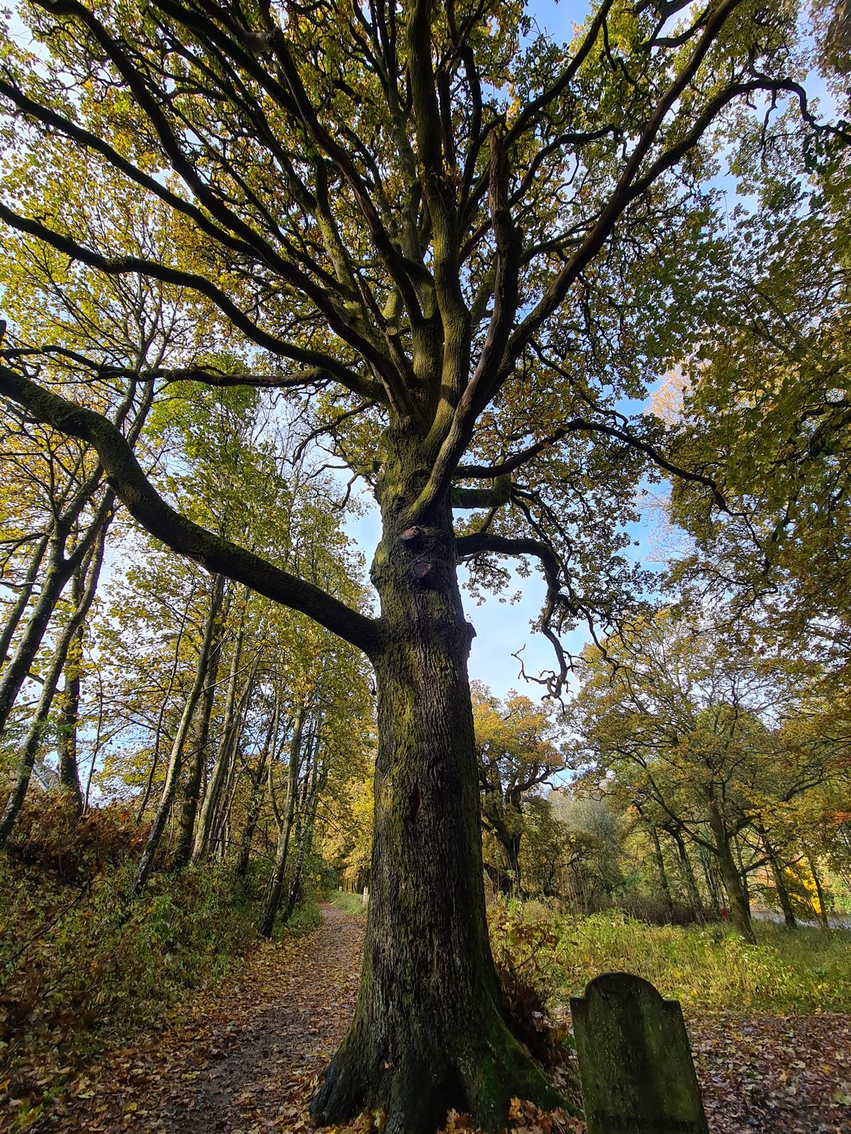 Macbeth Tree Birnam Oak and Sycamore – Birnam, Scotland - Atlas Obscura
