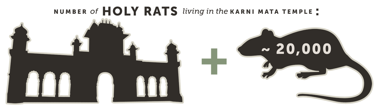 Number of Holy Rats Living in the Karni Mata Temple
