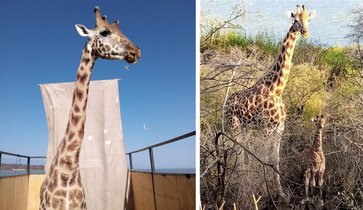Lbarnoti completed the barge journey (left), but his young calf Noelle and her mother Nkarikoni remain on the island for now (right).