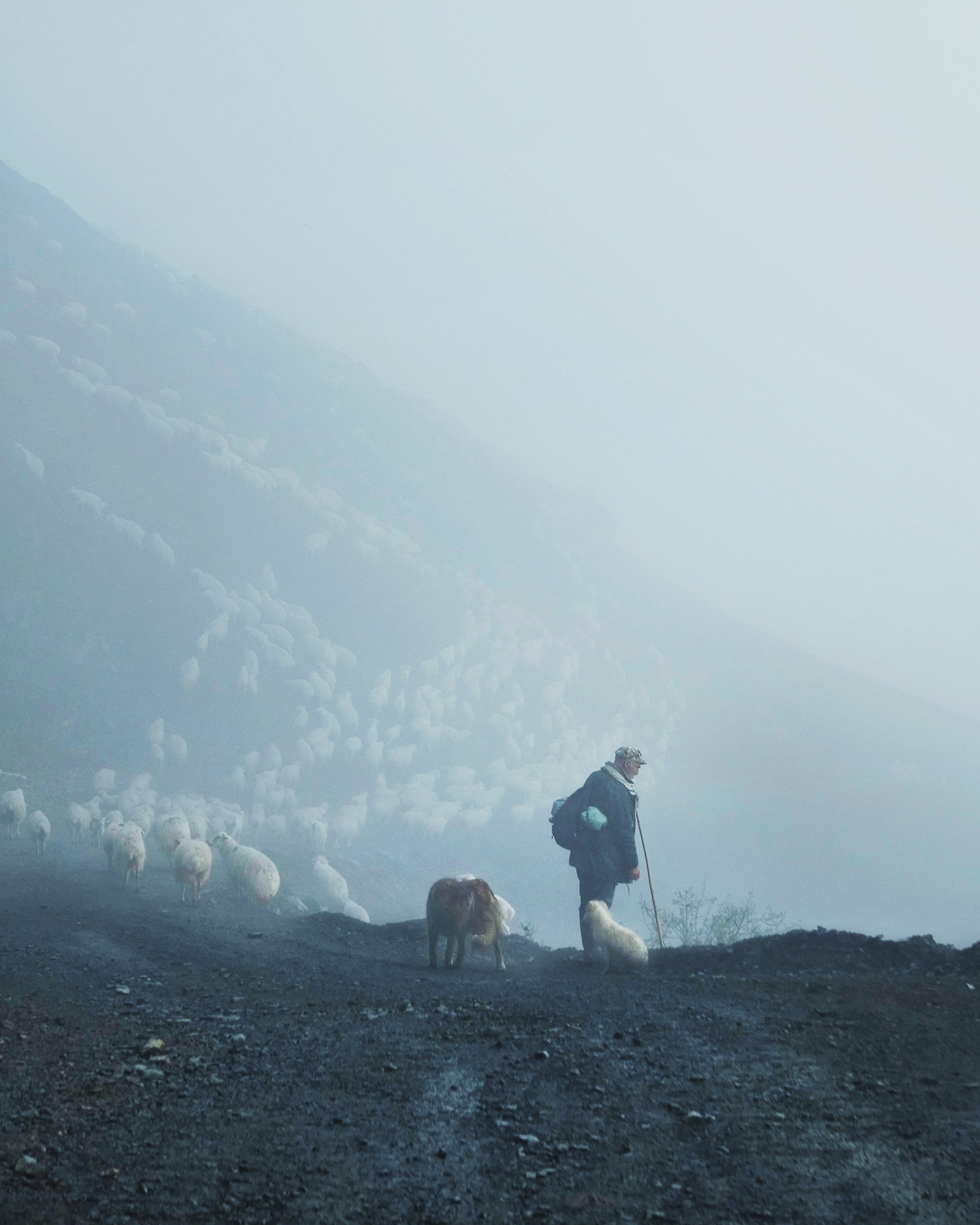 A dense fog can come on quickly in the mountains and can pose a real threat to the shepherds and their flocks. During the Philippe brothers’ crossing with a group of shepherds in the spring of 2022, the group lost nine sheep and one dog in a thick mountain fog one day.