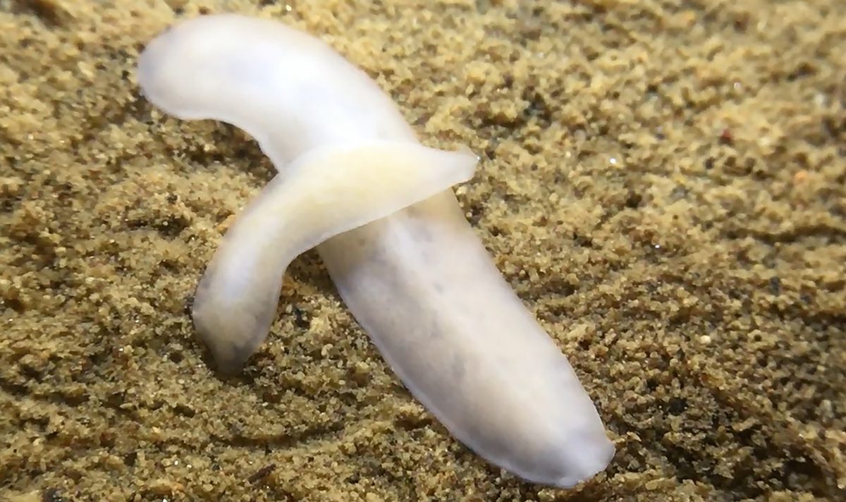 Two <em>Dendrocoelum italicum</em> individuals in the restored pool in Bùs del Budrio.