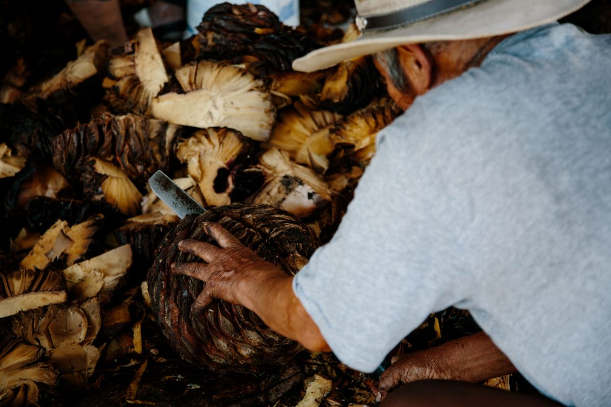 A man working on the Salas <em>palenque</em> chops open the roasted <em>maguey</em> with a machete. Next, these chunks will be beaten into a mash with wooden mallets, before making their way to the fermentation tank.