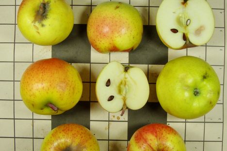 TOC identified the Mihalyfi apple among those sent by the Lost Apple Project.