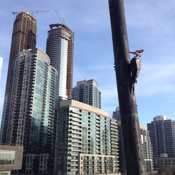 Woodpecker Column' – Toronto, Ontario - Atlas Obscura