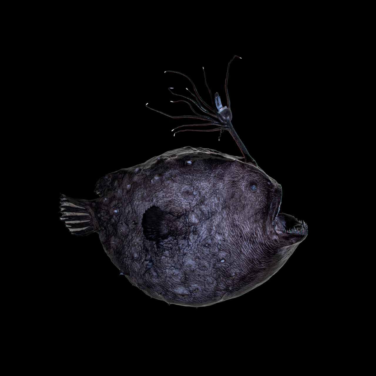 This Pacific footballfish, a type of rare anglerfish, has been preserved by scientists at the Natural History Museums of Los Angeles County. 