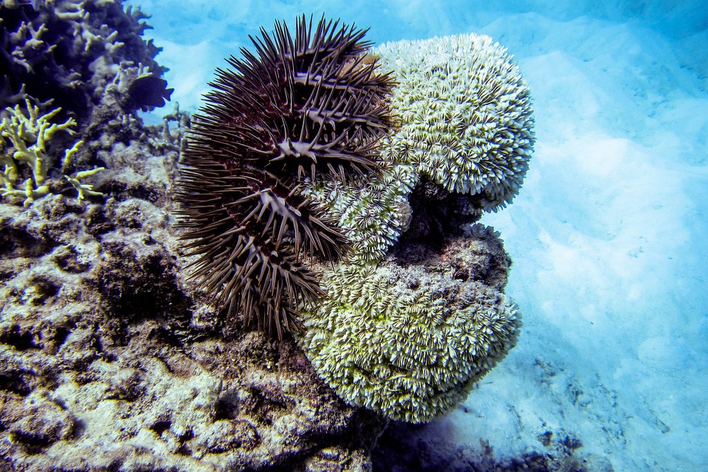 A crown-of-thorns starfish feeds on some coral.