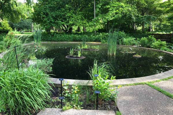 The pond at the center of the gardens with labeled wetland plants.