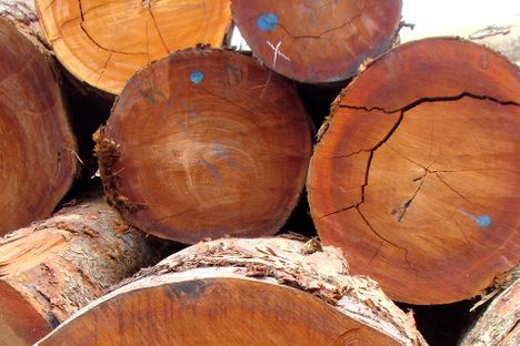 Native to equatorial Africa, kevazingo is also called bubinga, bovenga, amazique, and African rosewood. 