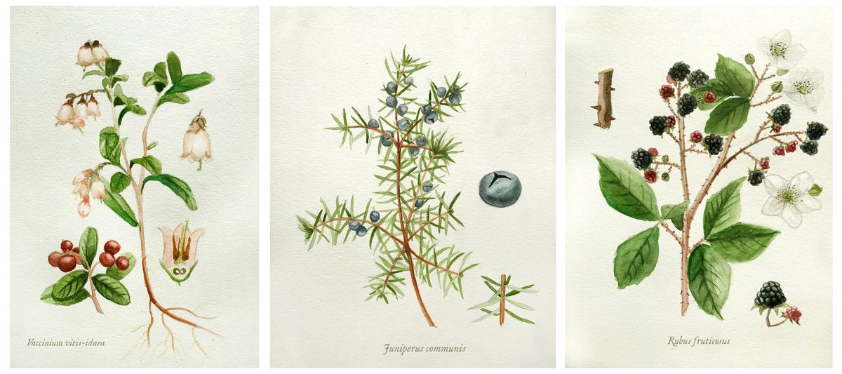 Lingonberries, juniper, and bramble leaves are three of many botanicals found in gin.