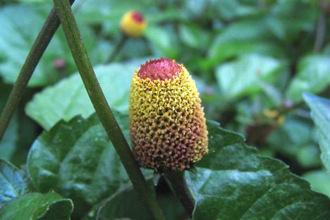 Jambú, also known as the "buzz button," adds a numbing note to soup and liquor in the Brazilian Amazon.