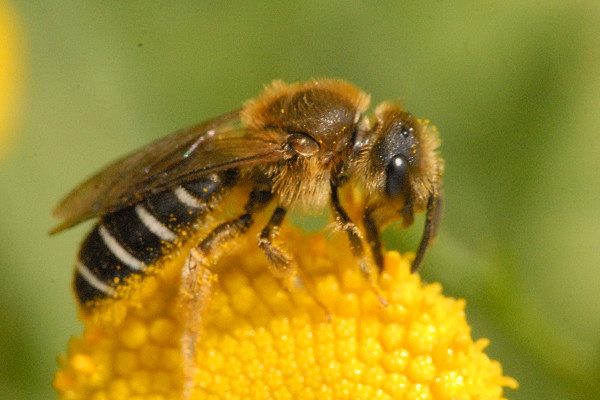 A wild bee forages for pollen.