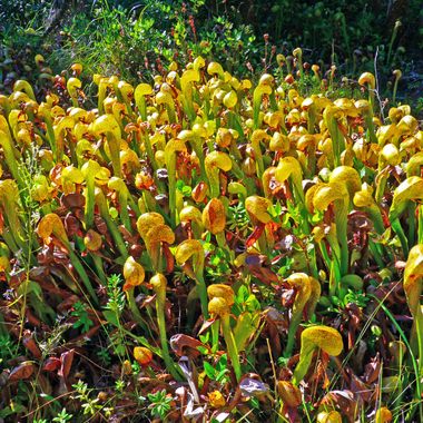 Darlingtonia State Natural Site.