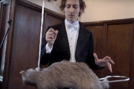 Video Wonder: A Musical Instrument Made From a Badger