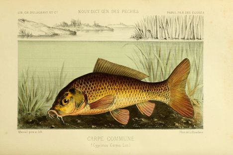A historical illustration of a common carp.