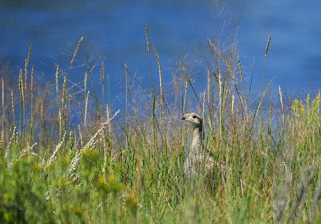 Greater Sage-Grouse Along Banks of Green River Seedskadee NWR