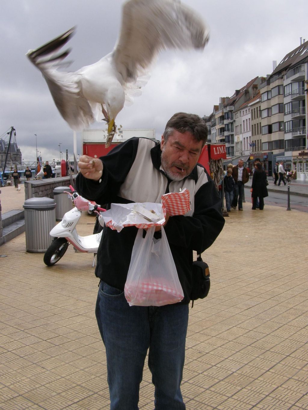 A European herring gull goes after a man's lunch.