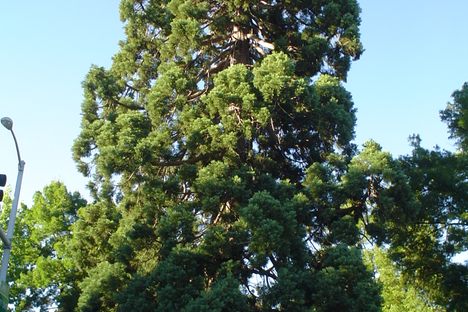 The park is centered around a giant sequoia tree planted in 1872.