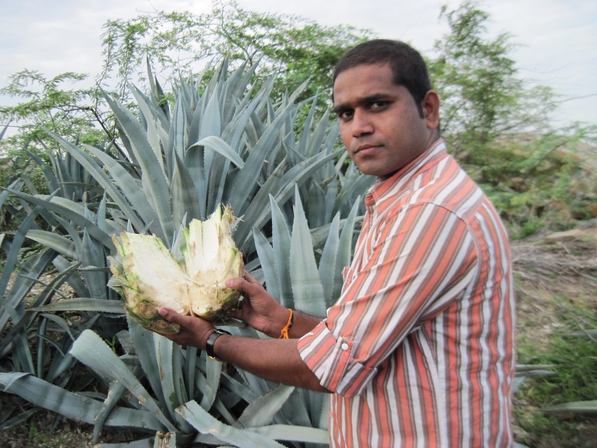 Dr. Chenna Kesava Reddy Sangati shows the insides of the trunk of <em>Agave Albomerginata</em>. He says this snack can't be related to agave.
