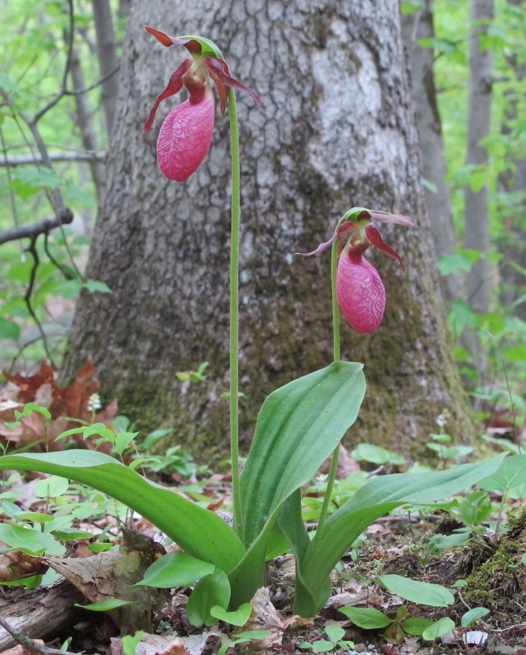 Pink lady’s slipper in the forest understory near Concord, Massachusetts.