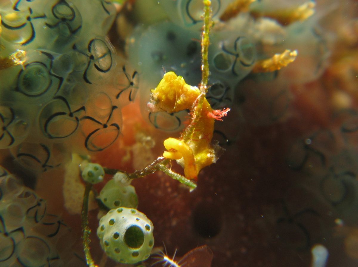 Pontoh's pygmy seahorse, seen on a dive off Indonesia.