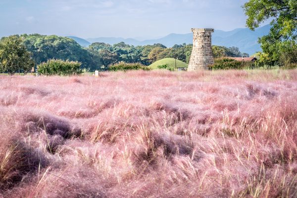 A field of pink muhly grass outside Cheomseongdae Observatory.