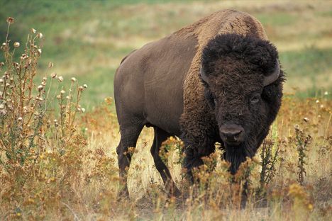 For Sale: A Housebroken Pet Bison