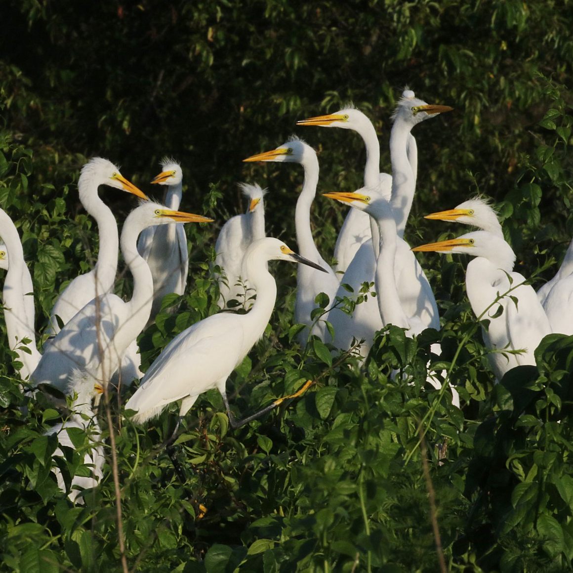 Egret Colony on Subway Island