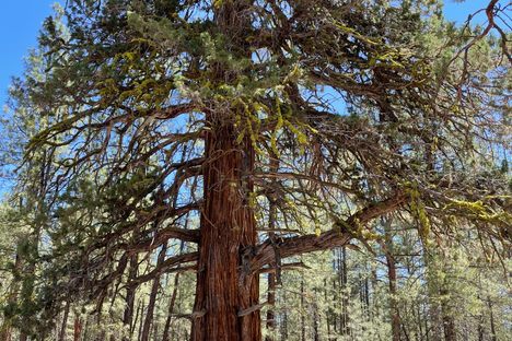 The juniper.