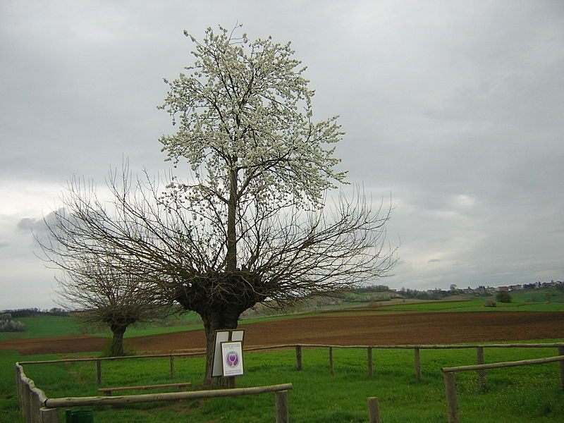 The Bialbero di Casorzo