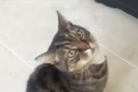 A Lot of Money Has Been Raised to Build a Statue for a Supermarket Cat in Britain