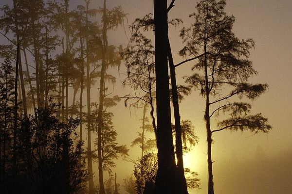 https://commons.wikimedia.org/wiki/File:Okefenokee_national_wildlife_refuge_Georgia.jpg