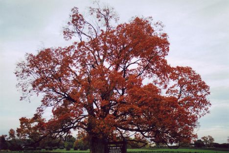The Comfort Maple with red autumn foliage.
