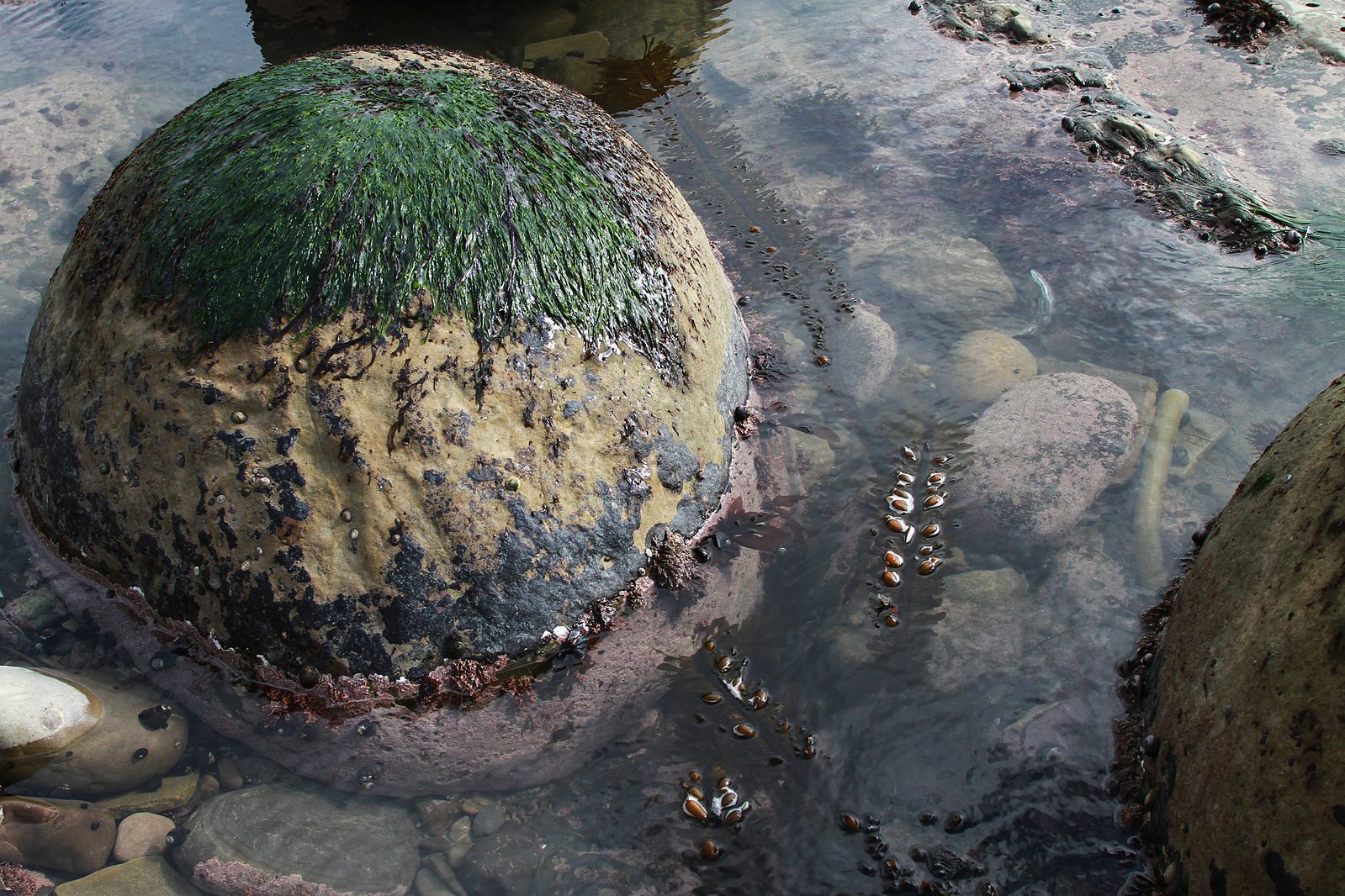 A ball-like concretion on Bowling Ball Beach in California.