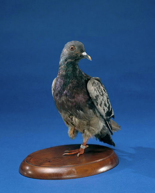 Cher Ami the Pigeon