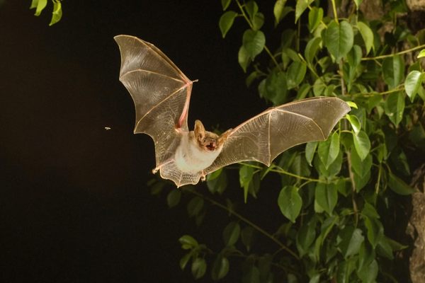 A greater mouse-eared bat takes flight.