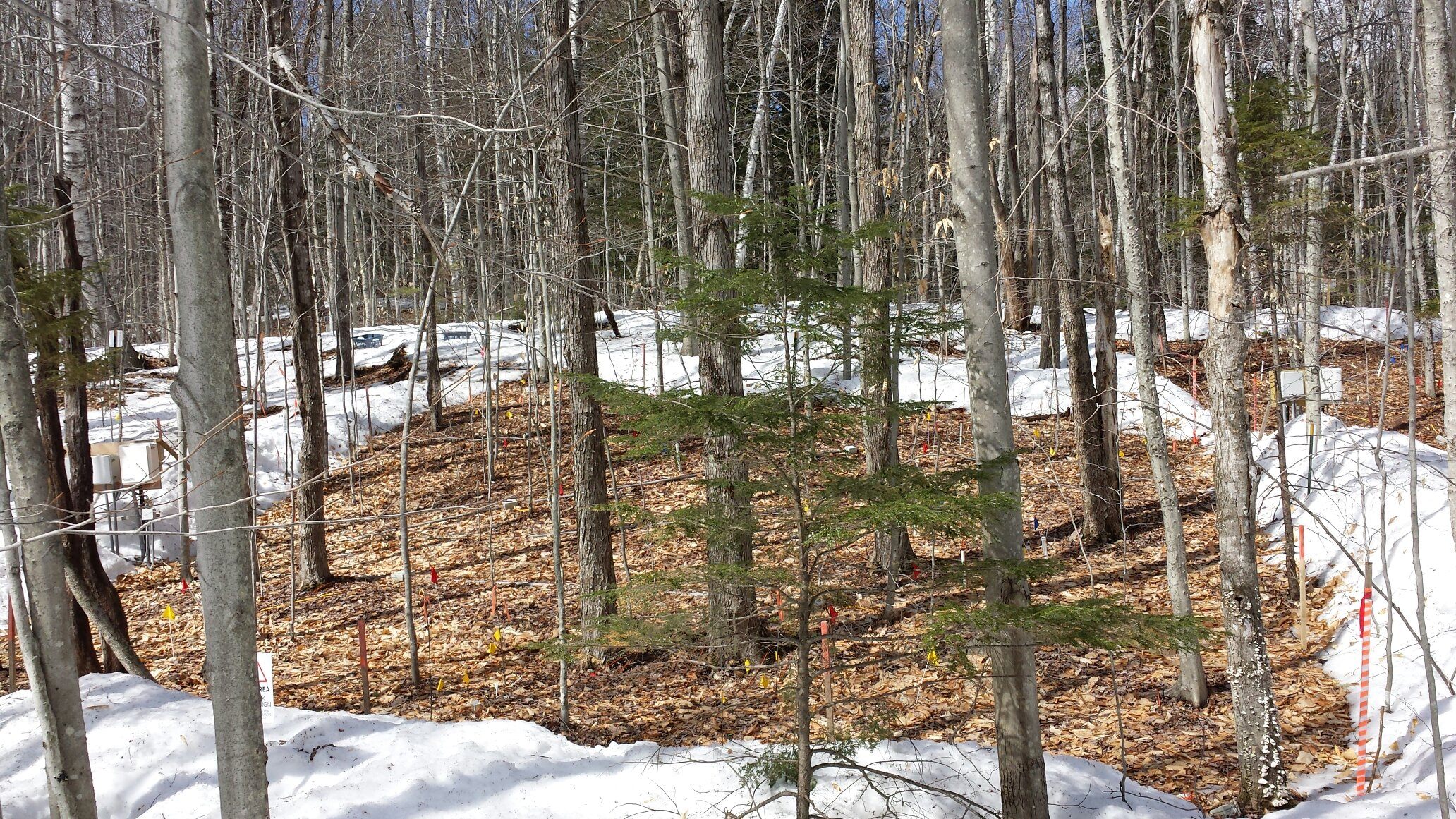 Hubbard Brook climate-change experiment. 