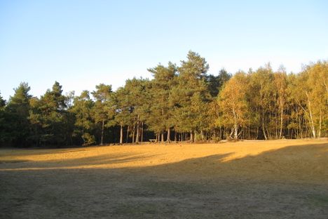Horsell Common Sandpit