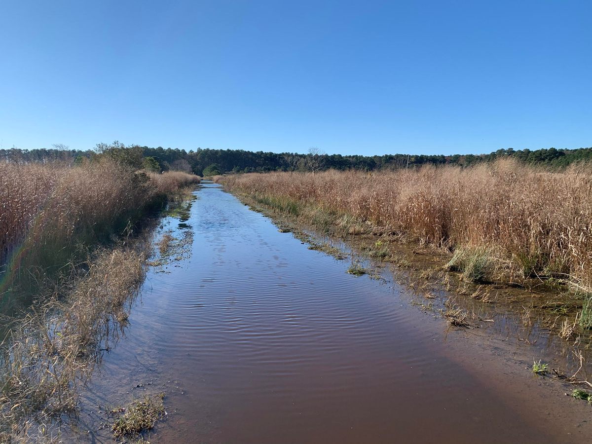 In a waterlogged area, such parts of Dorchester County, archaeological work can be difficult.