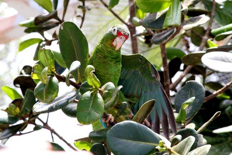 A Puerto Rican parrot in El Yunque Forest's Iguaca Aviary, during greener times.