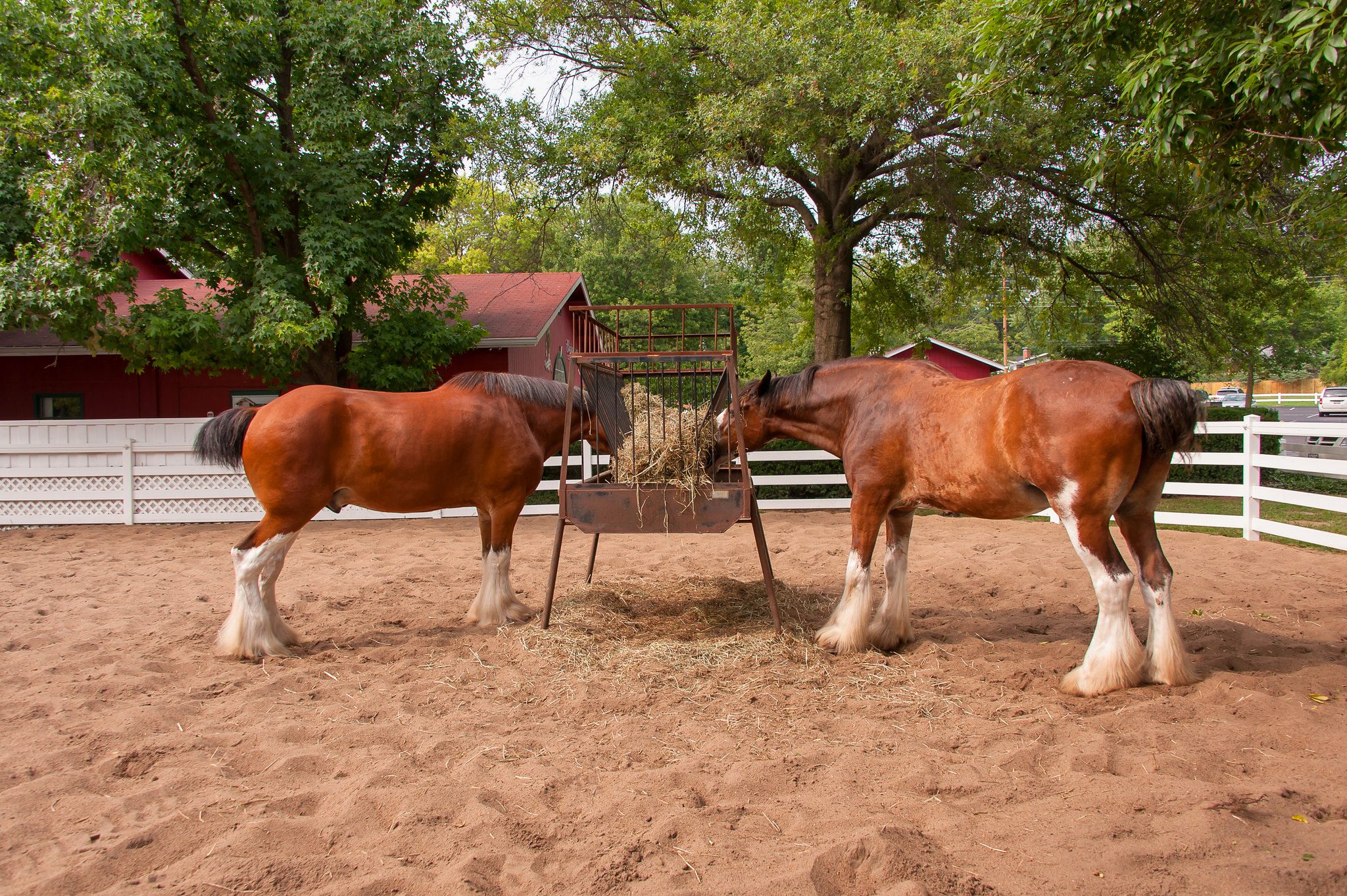 The Budweiser Clydesdales at Grant's Farm in St. Louis.