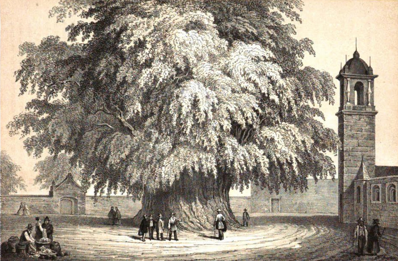 The Árbol del Tule still draws a crowd.