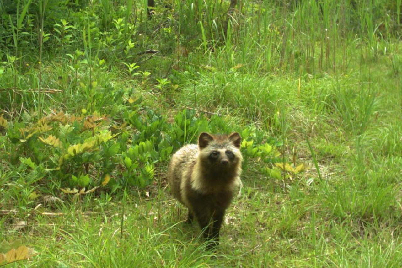 Japan's charismatic raccoon dogs are back in business. Only wild boars are appearing in greater numbers. 