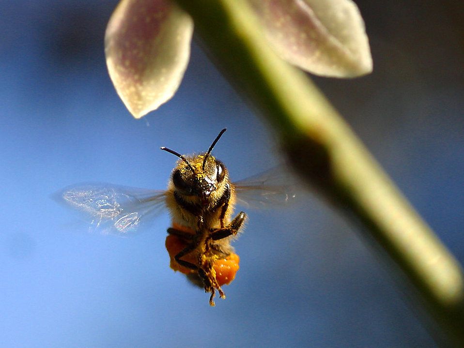 A honeybee, en route to his (potentially smart) hive.