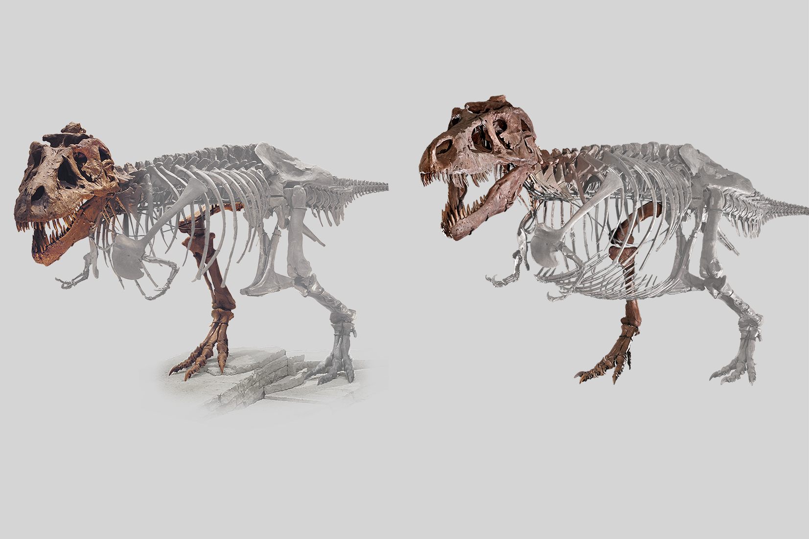 Sue before (left) and after. Changes include an added set of belly ribs and updates in posture.